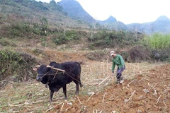 More rice allocated for needy people ahead of Tet