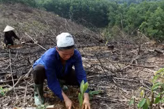 Cooperatives encouraged to take part in afforestation 