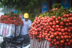 Bac Giang earns 5.4 trillion VND from lychees 