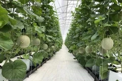 Seminar updates firms on RoK plant quarantine regulations