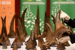 Conservation organisations urge more penalties for wildlife crime
