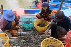Removing EC’s yellow card key to boosting seafood exports
