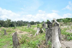 Dak Lak’s forest coverage decreases 
