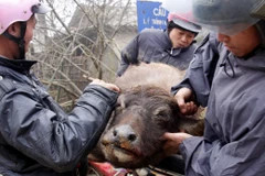 Cold snap kills over 2,160 head of cattle