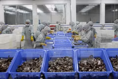 VASEP forecast upbeat shrimp export growth for 2018