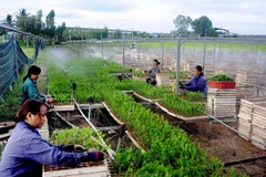 Vietnam to raise forest coverage, exports