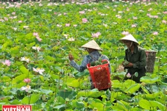 Dong Thap offers diverse tourism products