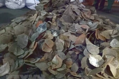 HCM City seizes 3.8 tonnes of pangolin scales 