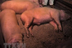 Outbreak of African swine fever may spread to Southeast Asia: FAO