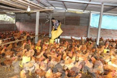 CPTPP: challenges and opportunities for Vietnam’s livestock sector 