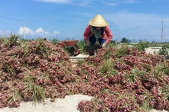 Quang Ngai province struggles to lift farmers out of poverty