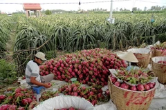 Australia helps Vietnam with agricultural development 