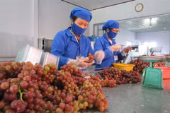 Collective bargaining helps build harmonised labour relations