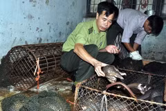 Vietnam gets strict on wildlife protection