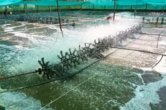 Israeli city seeks partnership importing Bac Lieu’s shrimps