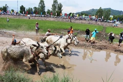 Ox racing festival in An Giang kicks off