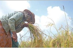 Myanmar to hold rice trade forum