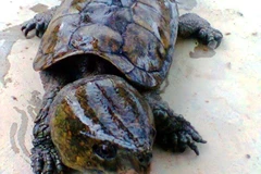 Wildlife trafficker sentenced to 10 years in prison