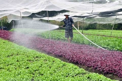 Over 76 percent of Hanoi communes recognised as new-style rural areas