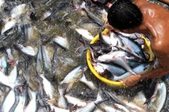 Mekong Delta turns to tech to fight climate change