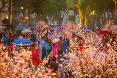 Cherry blossom festival to take place in Hanoi in March