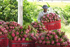 Dragon fruits dominate Vietnam’s fruit exports