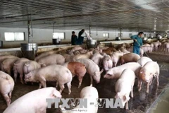 Ministry takes steps to prevent entry of African Swine Flu