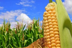 First direct shipment of US corn arrives in Vietnam 