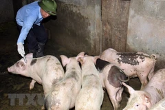 Southeast Asia a 'hotspot' for antibiotic abuse: FAO official