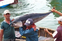 Binh Dinh province joins national efforts to reduce IUU fishing