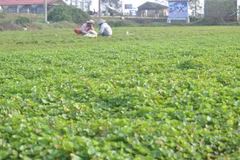 Gotu Kola plant earns Hue farmers a decent life