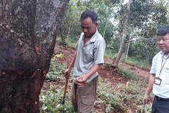 Binh Phuoc farmers learn new techniques for cashew cultivation