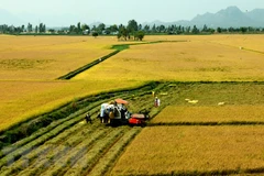 Hau Giang: Over 15,000 farmers join agriculture transformation project