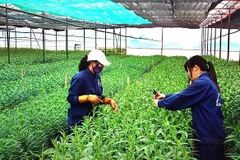Japan helps develop organic agriculture in Ben Tre