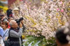 Japanese cherry blossom festival in Hanoi extends to March 27 