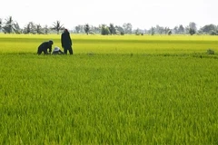 Dong Nai encourages large-scale fields, cooperatives