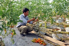Nearly one-tenth of all agricultural firms set up in past six months