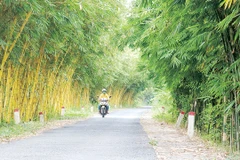 Vietnamese bamboo species conserved in Dong Thap province