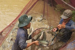 Dong Thap to release floodwater into rice fields