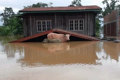 Widespread flooding wrecks havoc in Laos 