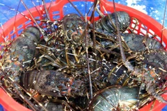 VASEP discusses building national trademarks for shrimp, tra fish 