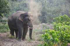 Additional 20km of elephant protection fence in Dong Nai proposed