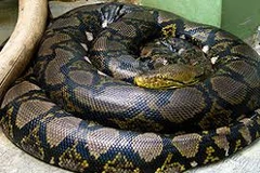 Hau Giang: Rare pythons released back into nature