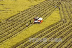 Hau Giang, RoK firms work to promote high-tech agriculture 
