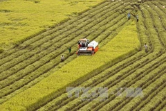 Hau Giang, RoK firms work to promote high-tech agriculture 