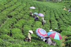 Low quality, lack of brand names remain biggest barriers to tea exports