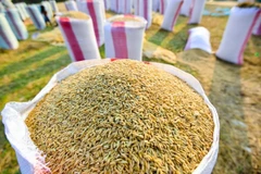 Cambodian rice production up 5.7 percent