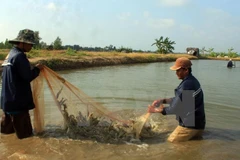 Ca Mau targets 2.5 billion USD from shrimp exports by 2025