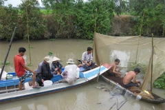 Dong Thap: Fishing in breeding season banned