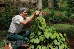 Pepper prices will struggle to recover this year: MARD